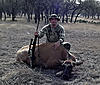 First Elk!  :)-elk-cow.jpg