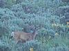 Some bucks for this weekend-100_2624.jpg