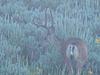 Some bucks for this weekend-100_2626.jpg