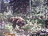 Pick a Bear Hunt...-wgi_0016.jpg