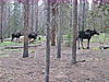 Elk Season - Its right around the corner !-img_1815.jpg