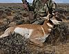 What a hunt!-antelope1.jpg