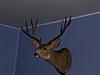 Show us your Mulies!!-100_0167.jpg