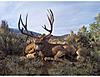 Arizona Strip Mulie-strip-deer-1.jpg