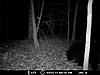 Any Idea On The Weight?-bear36.jpg