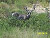 What about this mule deer shooter?-8-30-09-005.jpg