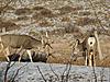 Saw these handsome mulies in my backyard (pics)-002-1.jpg