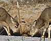 Saw these handsome mulies in my backyard (pics)-006-1.jpg