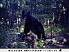 Help me judge these bears!-nest-cam-003.jpg