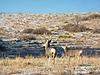 Saw these handsome mulies in my backyard (pics)-014-1.jpg