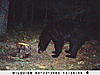 Help me judge these bears!-bear-3-002.jpg