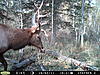 My first moose-014.jpg
