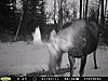 My first moose-044.jpg