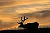 Elk at Yellowstone-elkpic.jpg