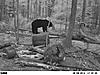 Help Estimating Bear Size-pict0221.jpg