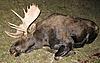 Moose with a muzzleloader-moose-ground-1-crop.jpg