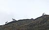 Dall Sheep Hunt Report and Photos-pictures_057.jpg