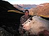 2012 Hunts - Alaska &amp; Montana-98.jpg