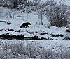 Bear Judging Video-snow-bear.jpg