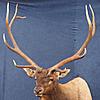 Elk Mount-nm-elk-tax2.jpg