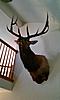 Elk Mount-elk-mount-1.jpg