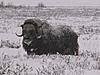 Musk Ox Hunt Booked-north-slope-bull-ox.jpg