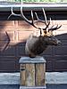 Elk Mount-elkpedestal1.jpg