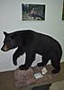My Bear is home-dsc_0881.jpg