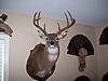 Trophy Rooms / Man Caves-101_0167.jpg