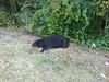 New Jersey Road Kill Bear-dead-bear.jpg