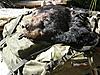 Boss Hog went down-p9220014.jpg