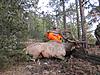 2014 Montana Deer and Elk Hunt-004a.jpg