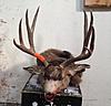 2014 Montana Deer and Elk Hunt-049.jpg