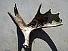 Moose shed-moose-shed.jpg