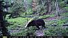 Bear Hunting Tips Needed-pict0105.jpg