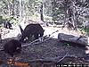 Bear Hunting Tips Needed-wgi_0012.jpg