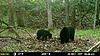 New Jersey Bears-mfdc0563.jpg