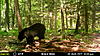 New Jersey Bears-mfdc0510.jpg
