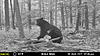 New Jersey Bears-mfdc0627.jpg
