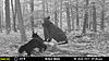 New Jersey Bears-mfdc0628.jpg