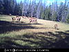 Bovine cattle are in my Elk area!!!-pict0033-1-.jpg