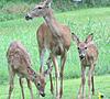 Does this qualify as Big Game?-fawn1.jpg