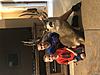 Family Vacation Mule Deer Hunt-afd75c3d-82f4-4225-88bf-475d521ebcbd.jpeg