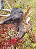 Our moose hunt went well today!-22737621-cbe3-46fa-9d93-359d9985f1e4.jpeg