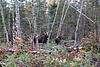 Our moose hunt went well today!-f91f7035-0d8f-46f9-9d96-e311254c8ca6.jpeg