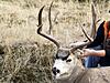 Few Montana mulies....-mule-buck-3.jpeg