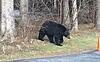 Any Guesses on the Size of this Bear?-93101129_724485914959427_4880827837633789952_n.jpg