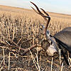 2020 Mule deer and moose season complete-d4844be3-68f8-4b34-b2b3-35b2622cbfe8.jpeg