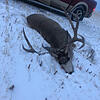 2020 Mule deer and moose season complete-5a5cf87d-ac1d-4e56-8832-86abf7226665.jpeg