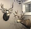 2020 Mule deer and moose season complete-8d4e392e-80a9-4464-bbd3-cb68fd5817db.jpg